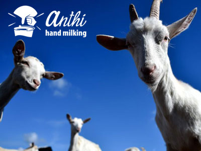 Anthi΄s Farm, Animal Farm, Sifnos