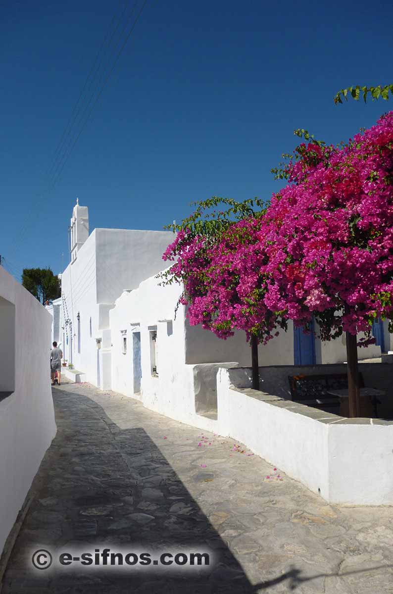 Blooming bougainvillea in an alley of Artemonas
