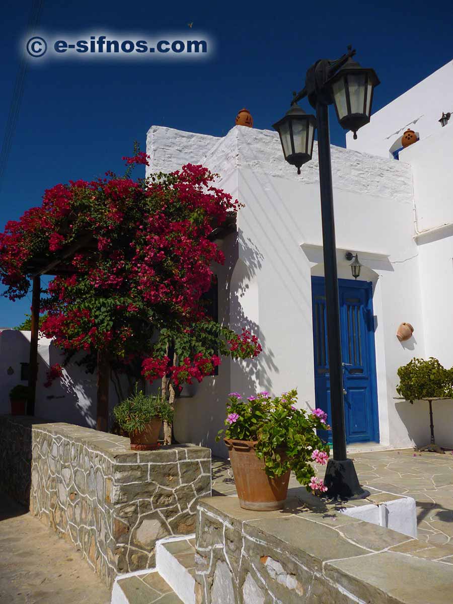 Blooming bougainvillea in Artemonas