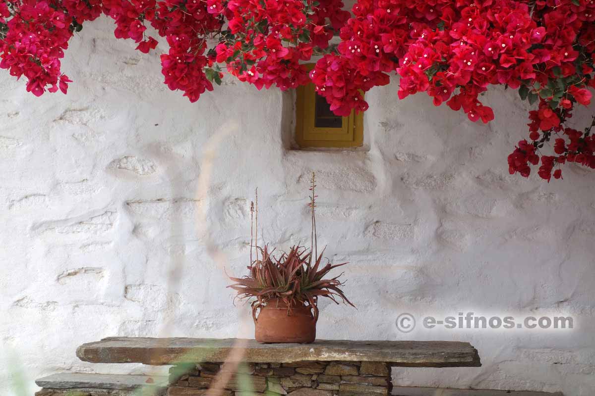 Blooming bougainvillea in Artemonas
