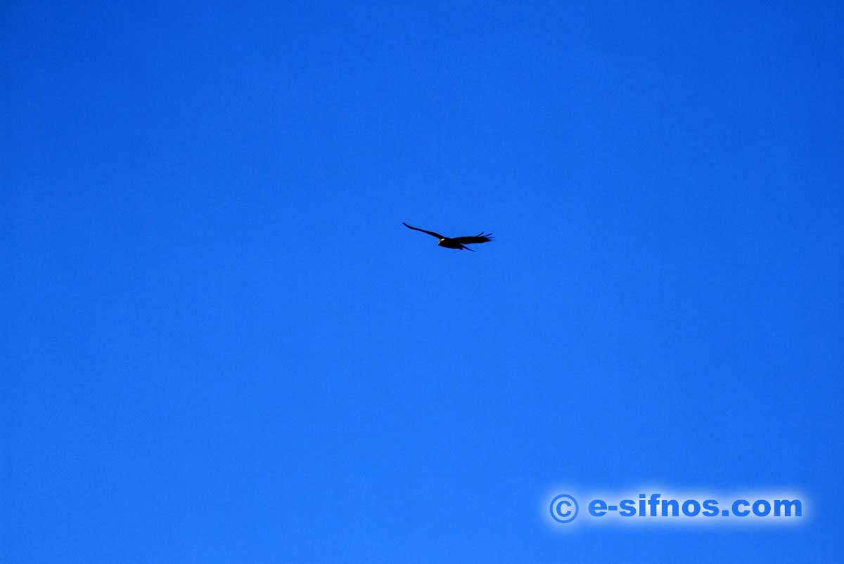 Hawk in Sifnos