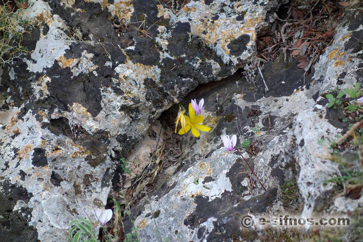 Winter landscape with blooming cyclamen