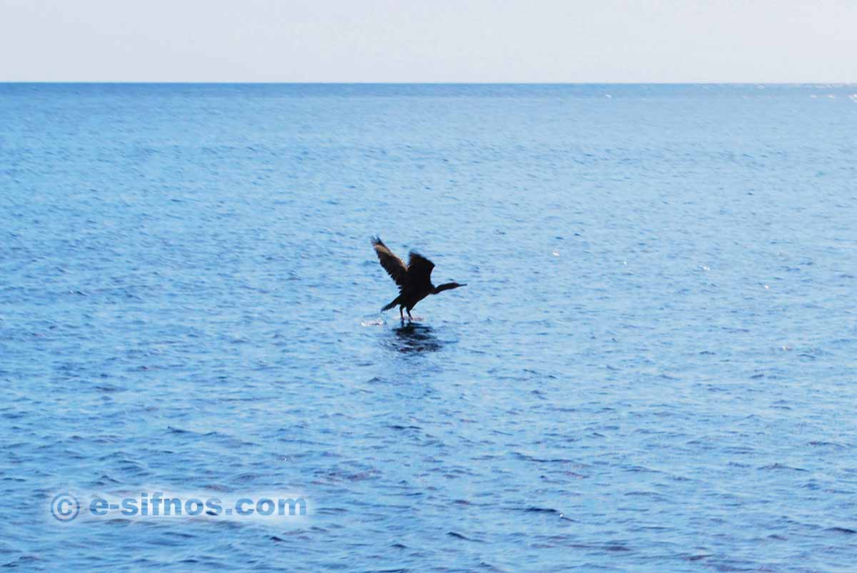 A sea shag in Kamares