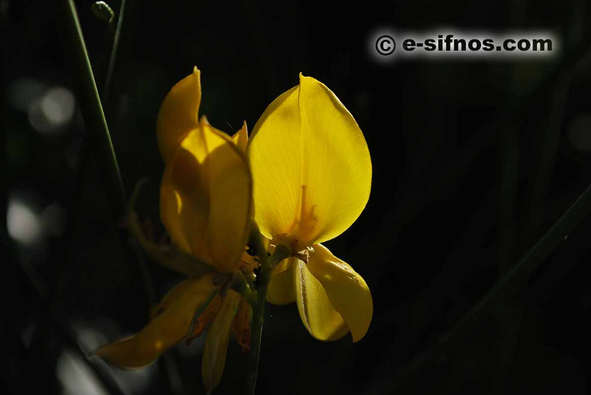 Blooming broom