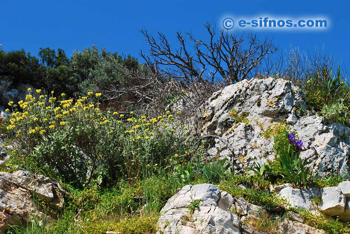 Landscape with wildflowers